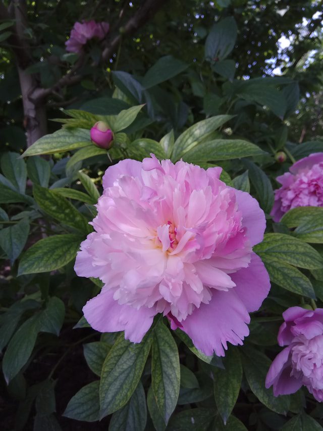 Grow Peonies in Garden Flower Beds