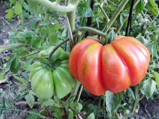 Prune Overgrown Tomato Plants