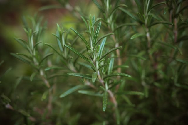 Rosemary Plant Is Dying
