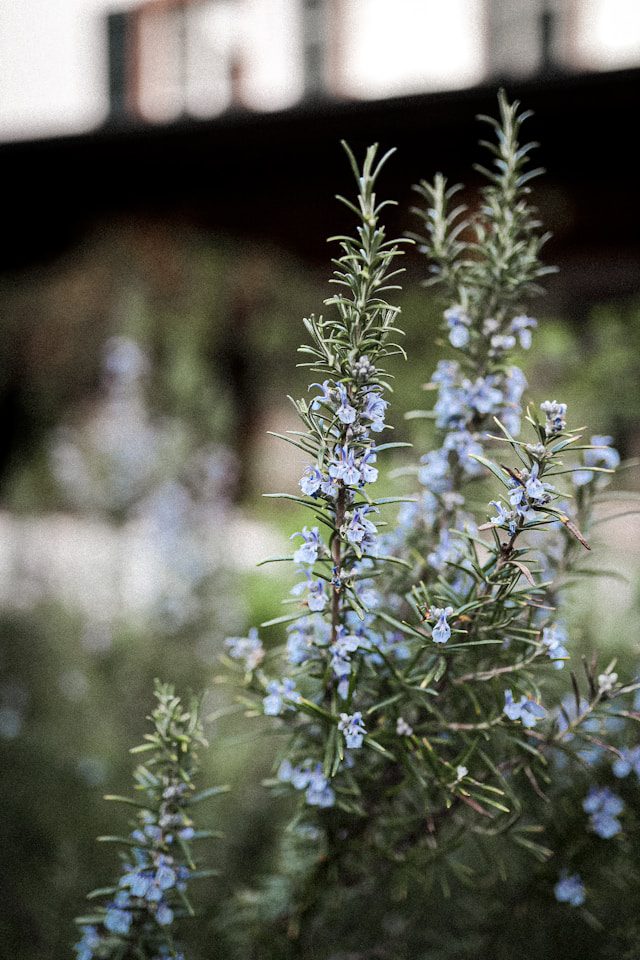 Rosemary Plant 