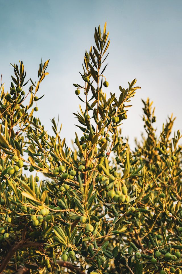 Guide to caring for olive tree 