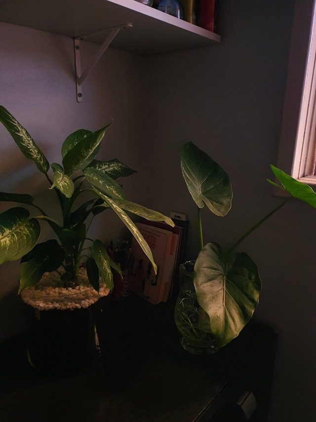 Dieffenbachia plant