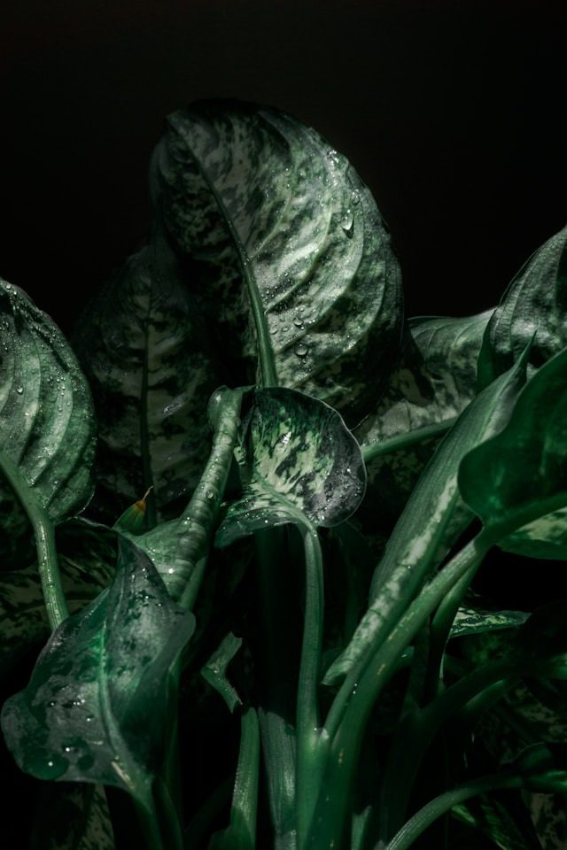 Dieffenbachia Care Mistakes