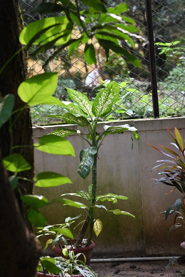 Dieffenbachia plant