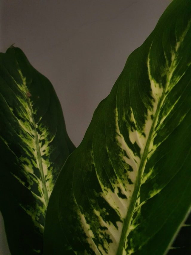 Dieffenbachia Care Mistakes