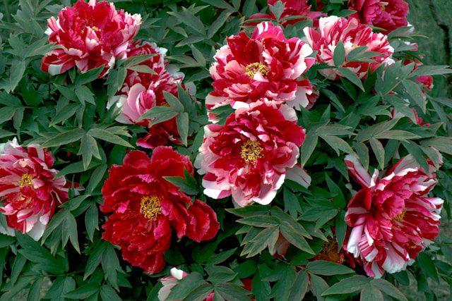 Grow Peonies in Garden Flower Beds