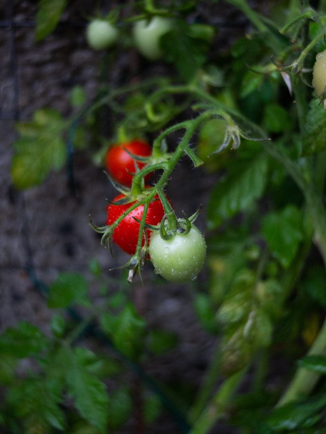 Prune Overgrown Tomato Plants