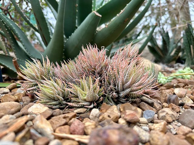 Indoor Cactus Care Tips