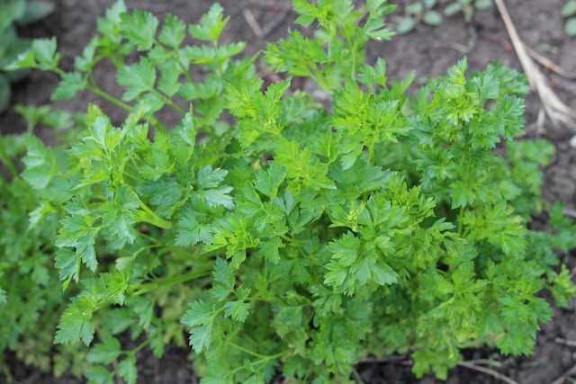 parsley