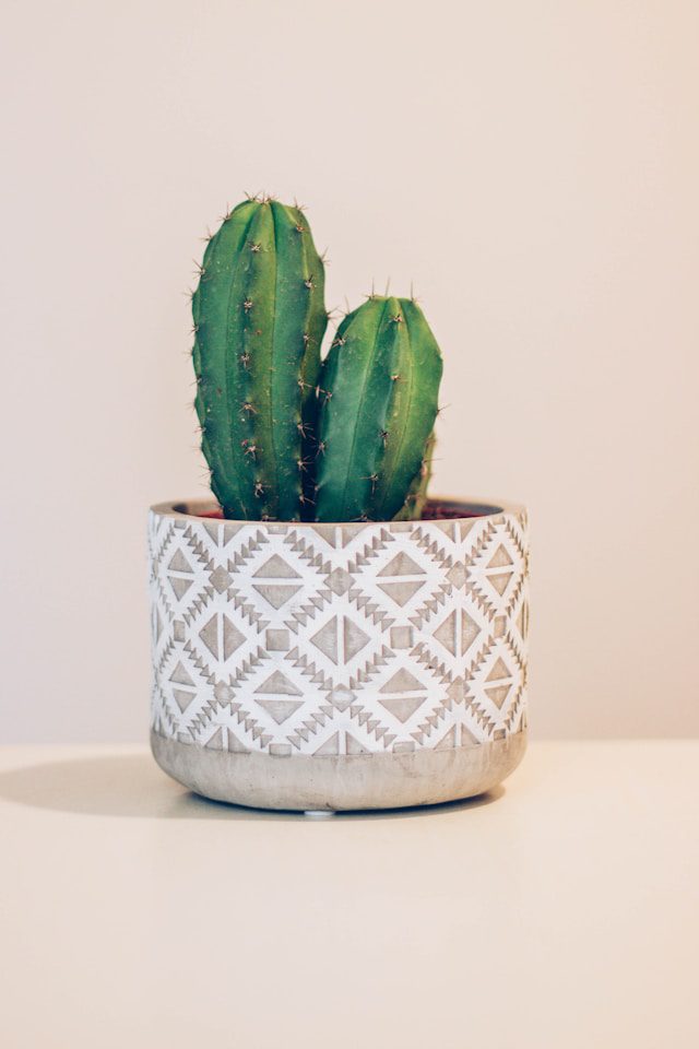Indoor Cactus Care Tips
