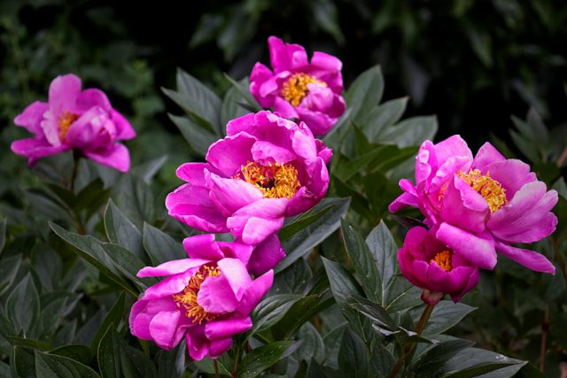 Grow Peonies in Garden Flower Beds