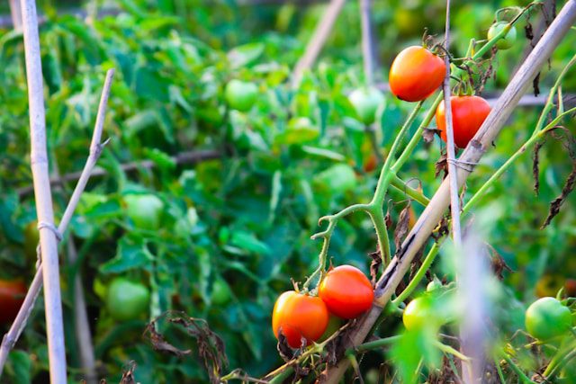 shanto-mazumder-ctt0aFGOVWQ-unsplash