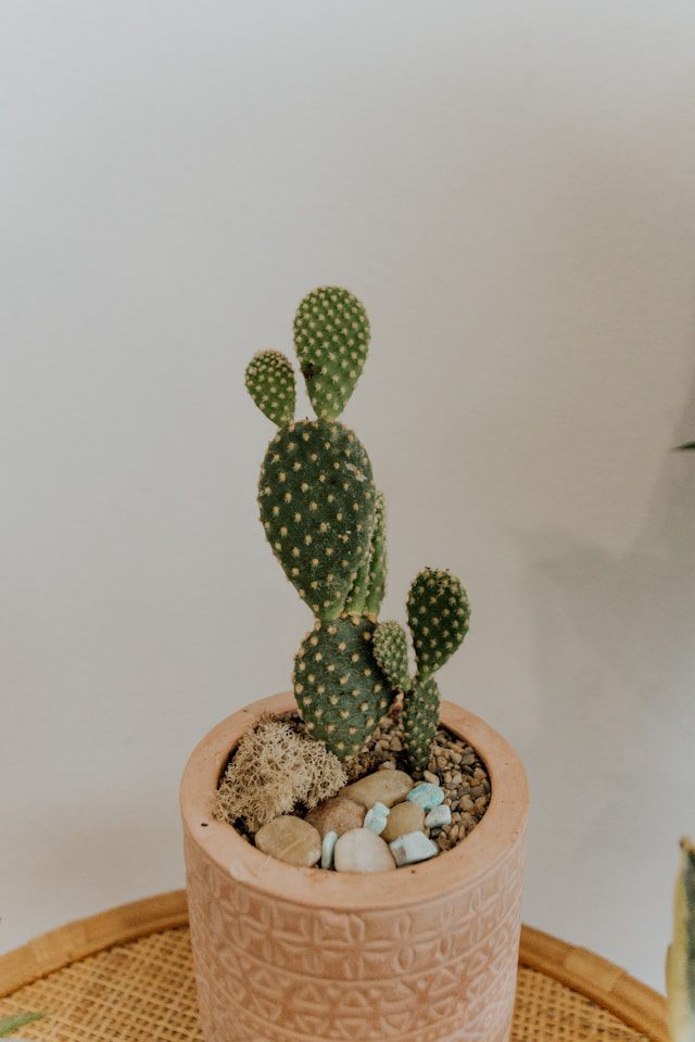 Indoor Cactus Care Tips
