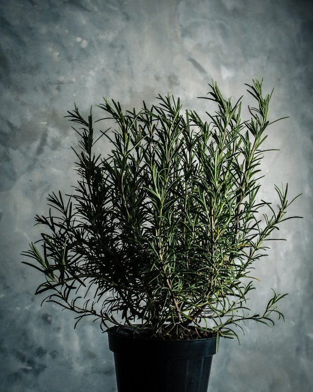 Rosemary Plant Is Dying
