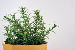 Why Your Rosemary Plant Is Dying & How to Revive It