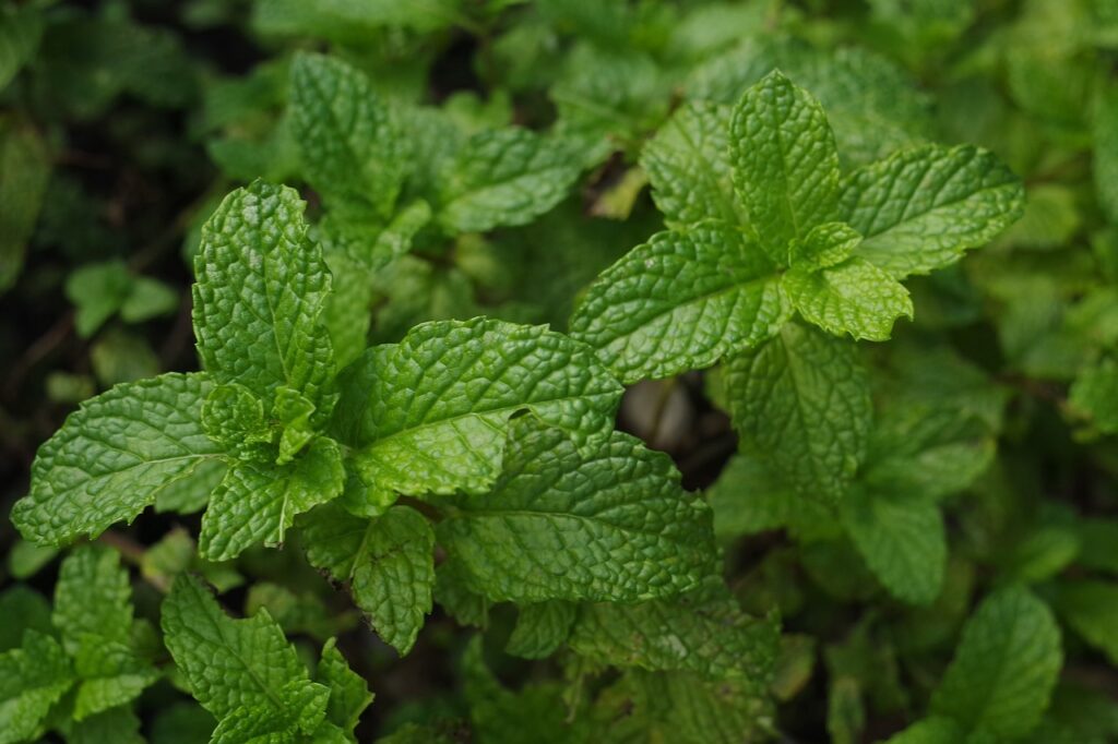 Grow Mint at Home