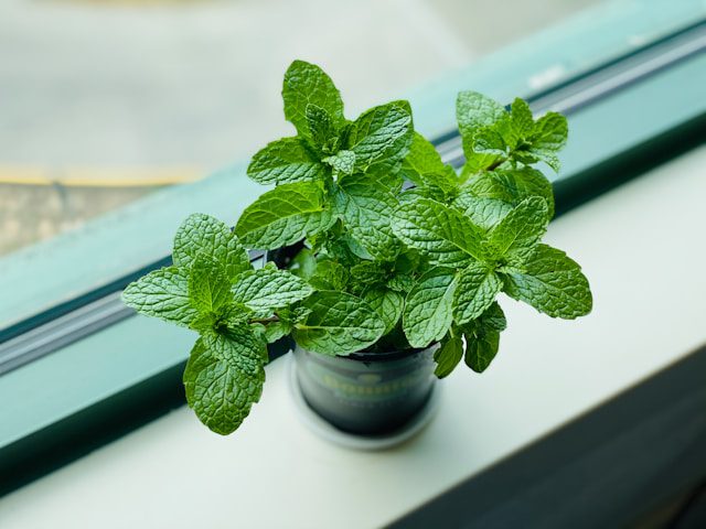 Grow Mint at Home