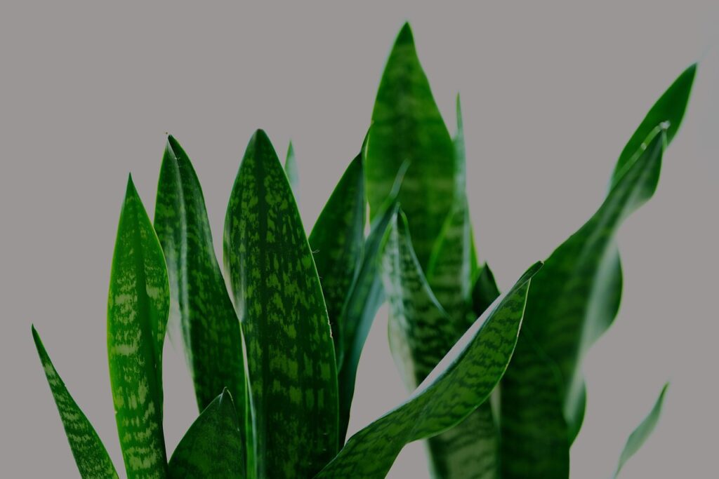 Houseplants That Are Hard to Kill
