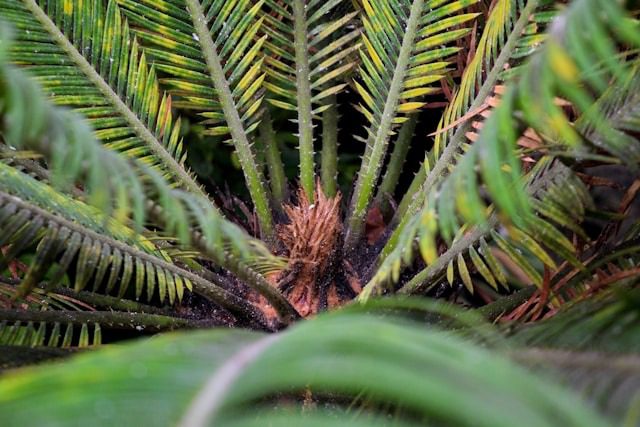 Plants That Only Need Water Once a Month