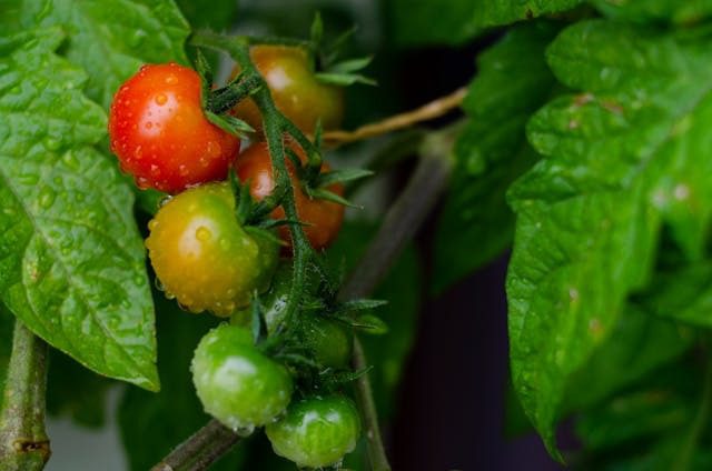 pruning tomato suckers