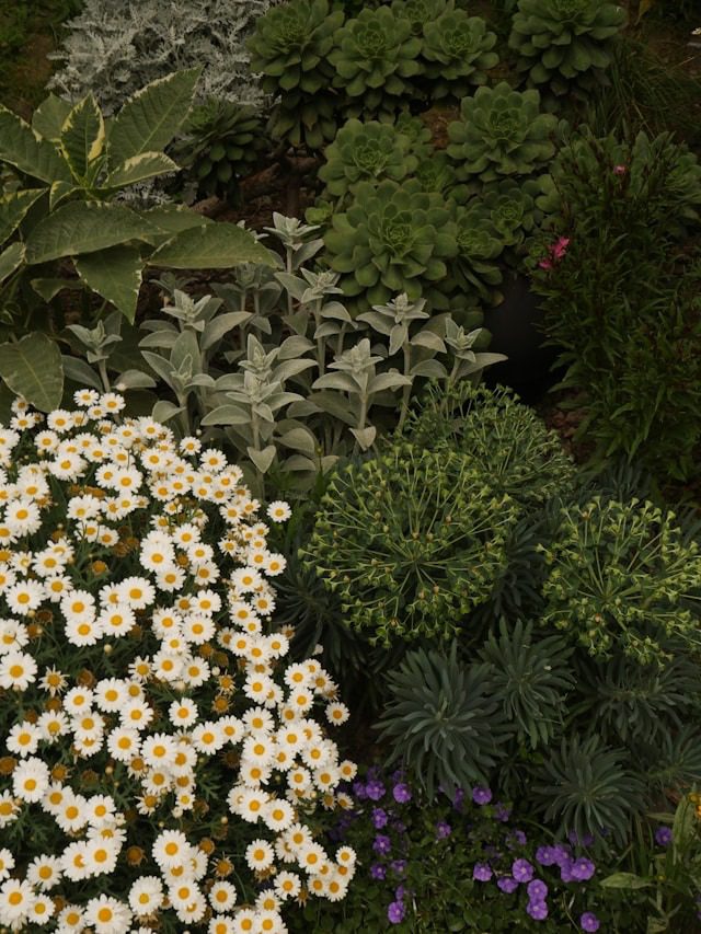 herbs companion planting