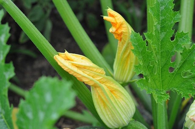 plant zucchini in your backyard