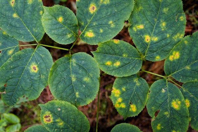 Plant Fungal Diseases