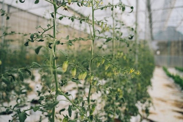 pruning tomato suckers