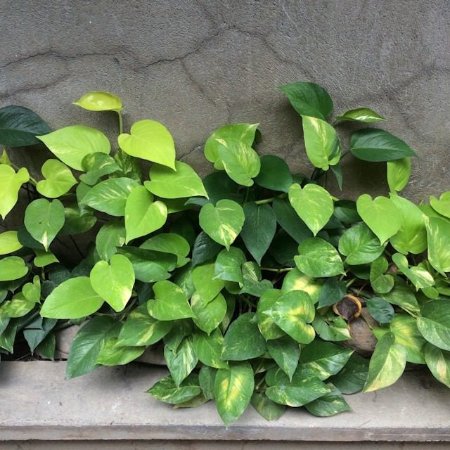 Leaves Turning Yellow