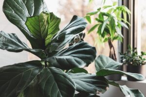 Fiddle Leaf Fig Care Indoors: Complete Guide