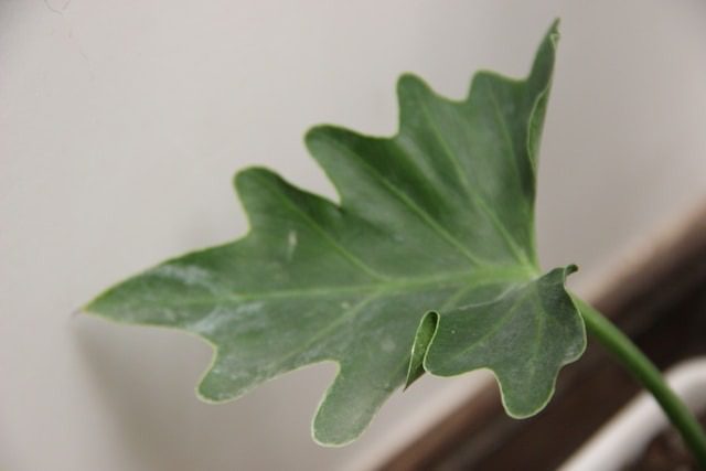 fiddle leaf fig care indoors