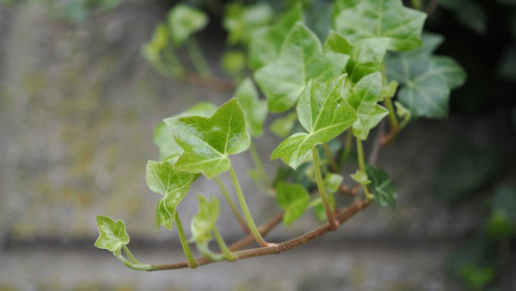 English Ivy Grow in Water