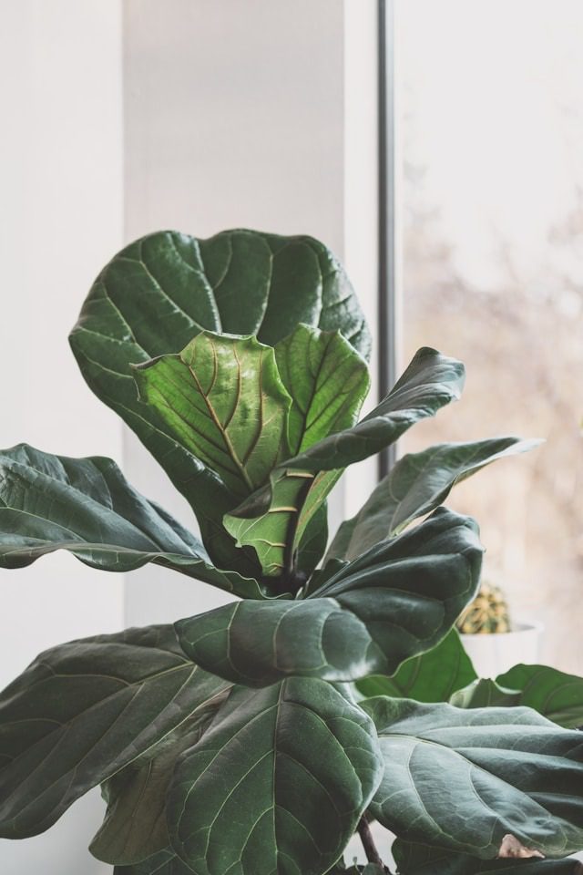 fiddle leaf fig care indoors