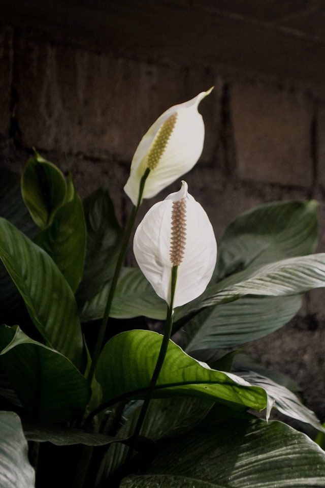 peace lily drooping