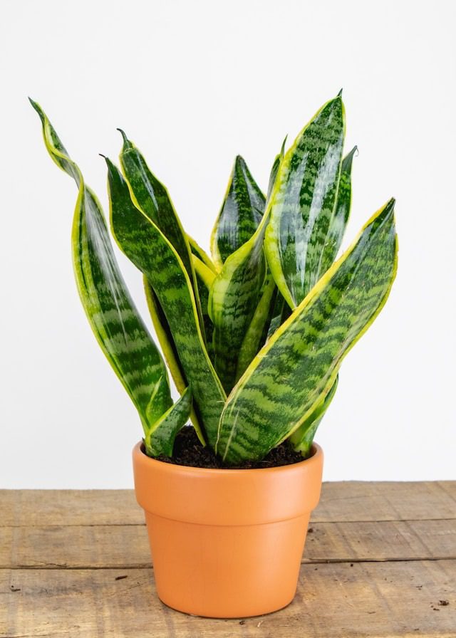 water a snake plant