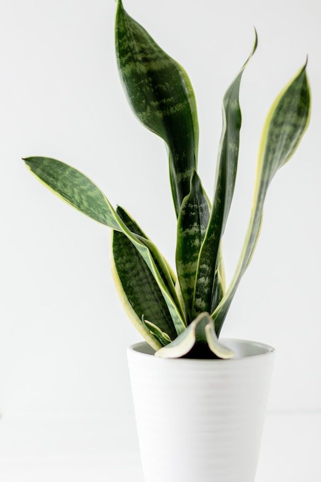 water a snake plant