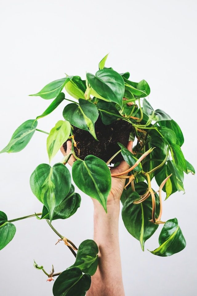 philodendron