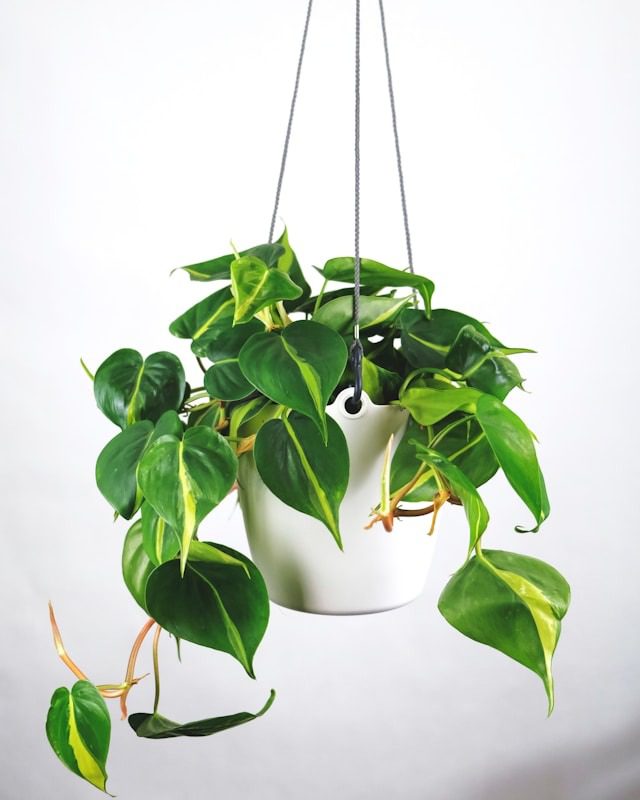 pothos water propagation
