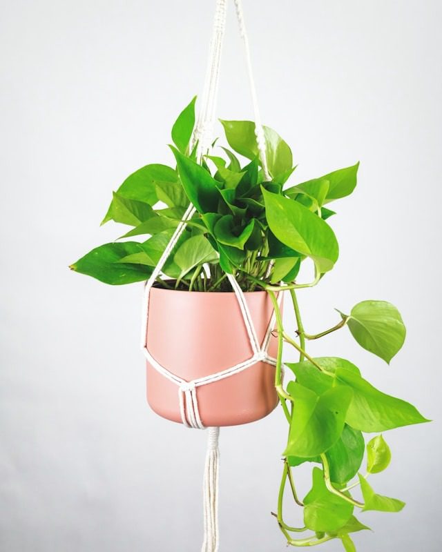 pothos water propagation