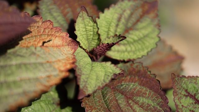 Brown Tips on Houseplant Leaves