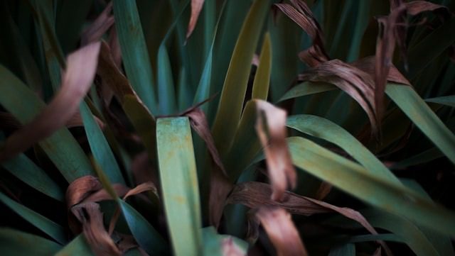 Brown Tips on Houseplant Leaves