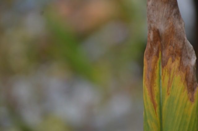 Brown Tips on Houseplant Leaves