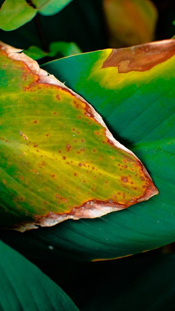 Houseplant Leaves with yellow leaves