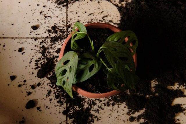 Potting Mix for indoor plants