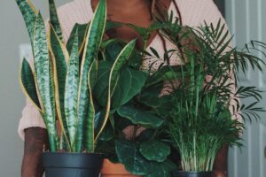 How Often Should You Water a Snake Plant?