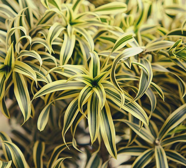 Houseplants That Are Hard to Kill