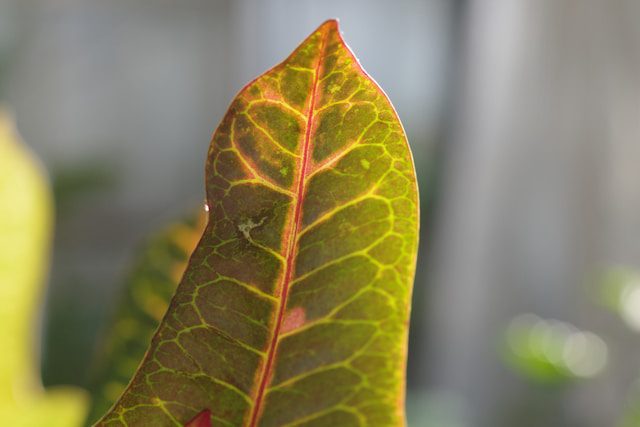Brown Tips on Houseplant Leaves