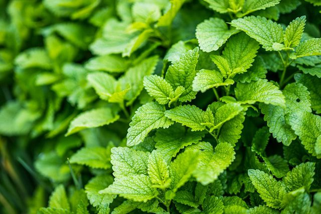 Growing Mint 