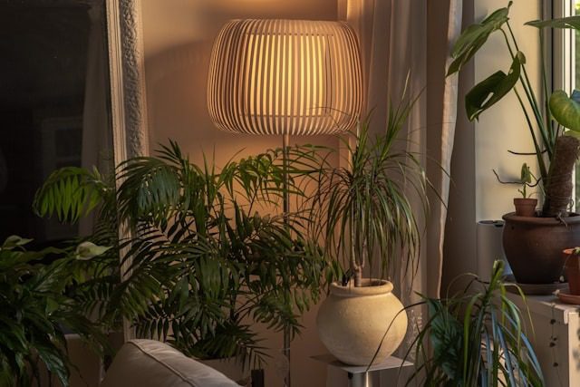 Indoor Plants for Low Light