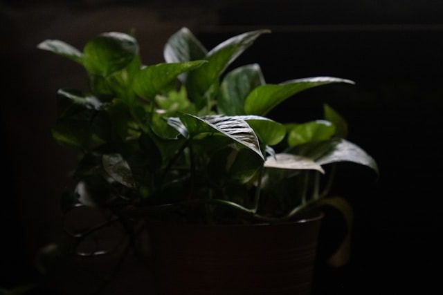 Indoor Plants for Low Light